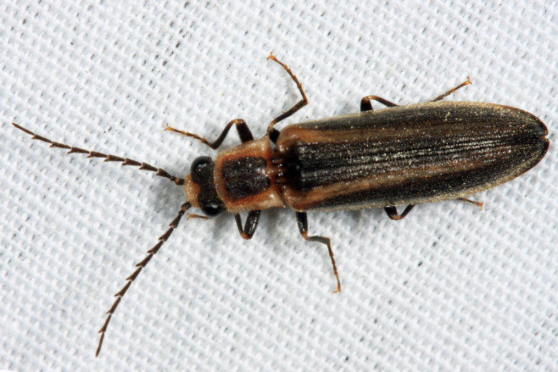 Denticollis denticornis