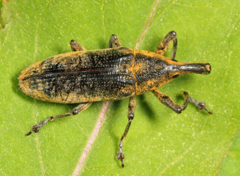 Lixus concavus