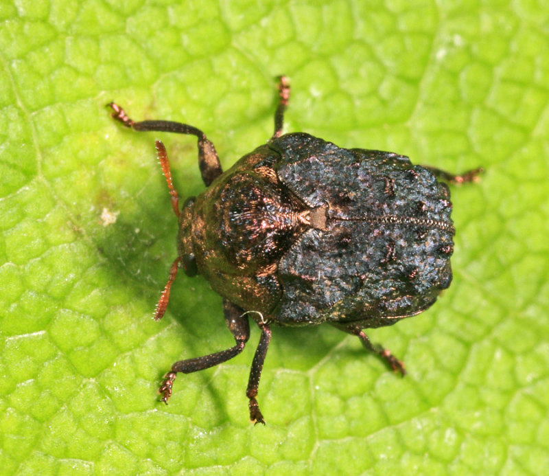 Neochlamisus gibbosus