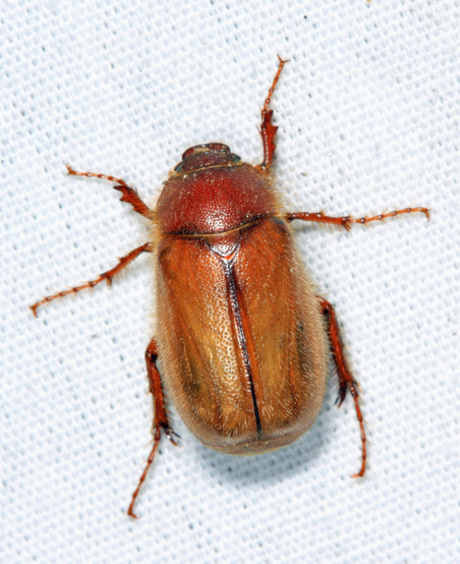 European Chafer - Amphimallon majale