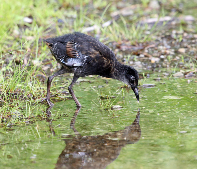 Virginia Rail - Rallus limicola (young chick)