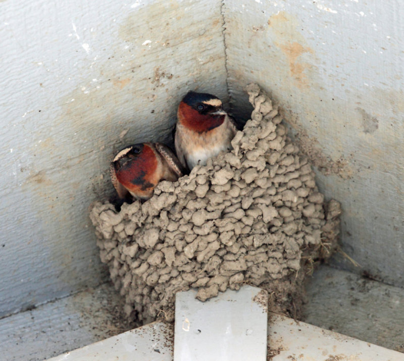 Cliff Swallow - Petrochelidon pyrrhonota 