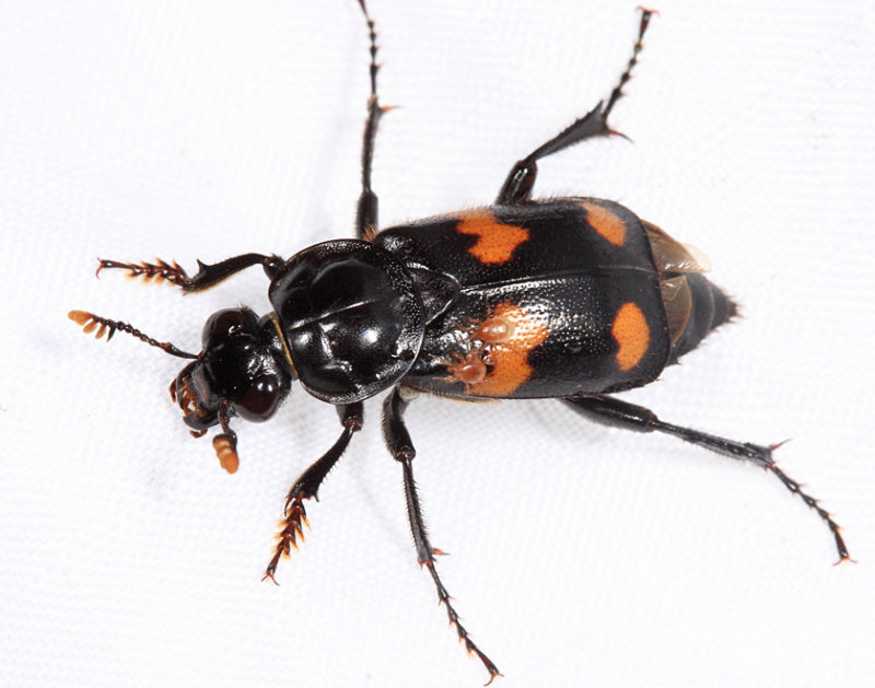 Roundneck Sexton Beetle - Nicrophorus orbicollis