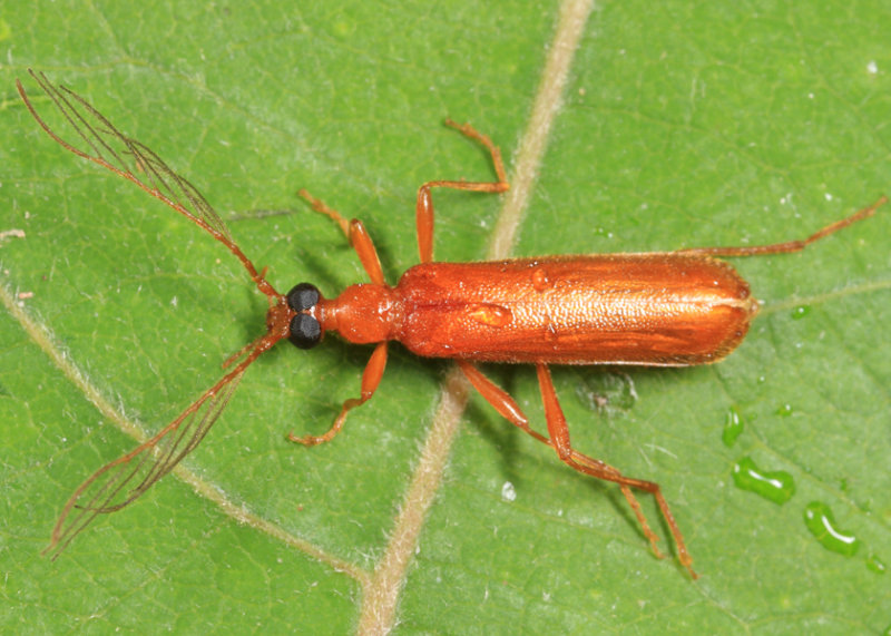 Dendroides concolor