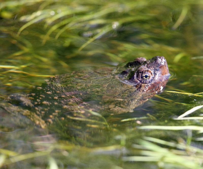 Common Snapping Turtle - Chelydra serpentina