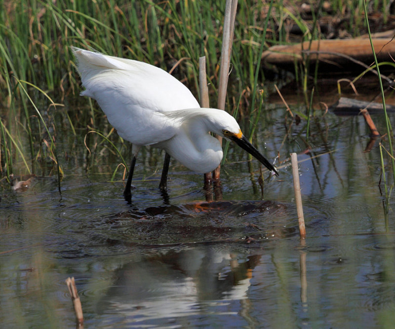Snowy Egret - Egretta thula