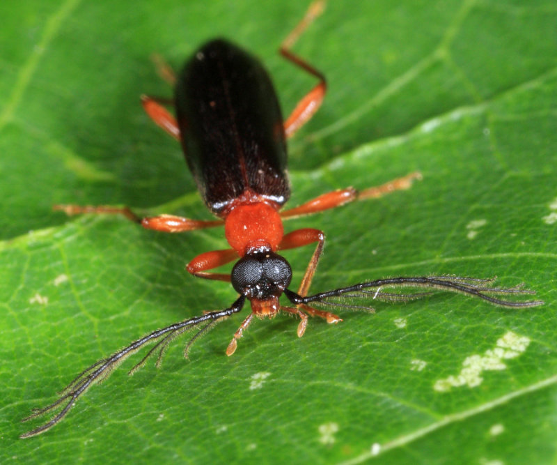 Dendroides canadensis