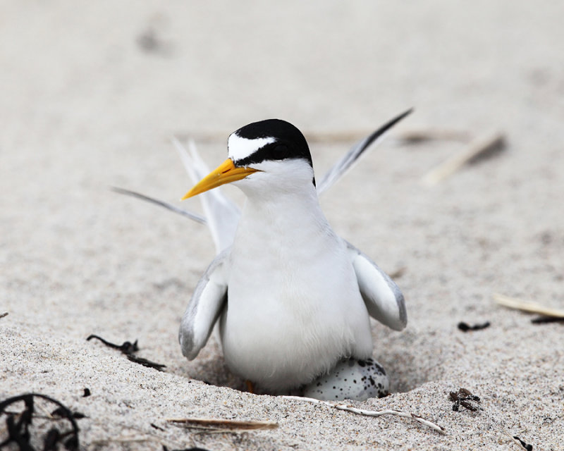 Least Tern - Sternula antillarum