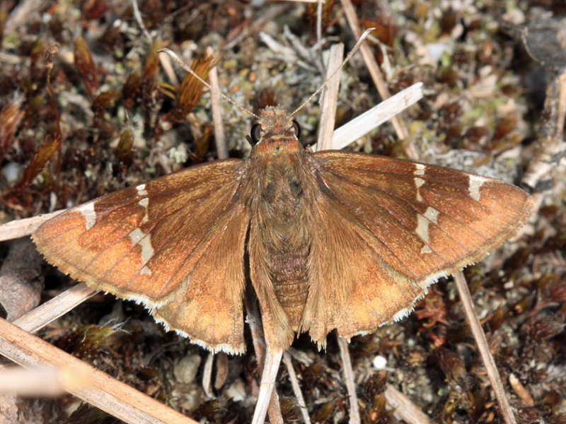 Southern Cloudywing - Thorybes bathyllus