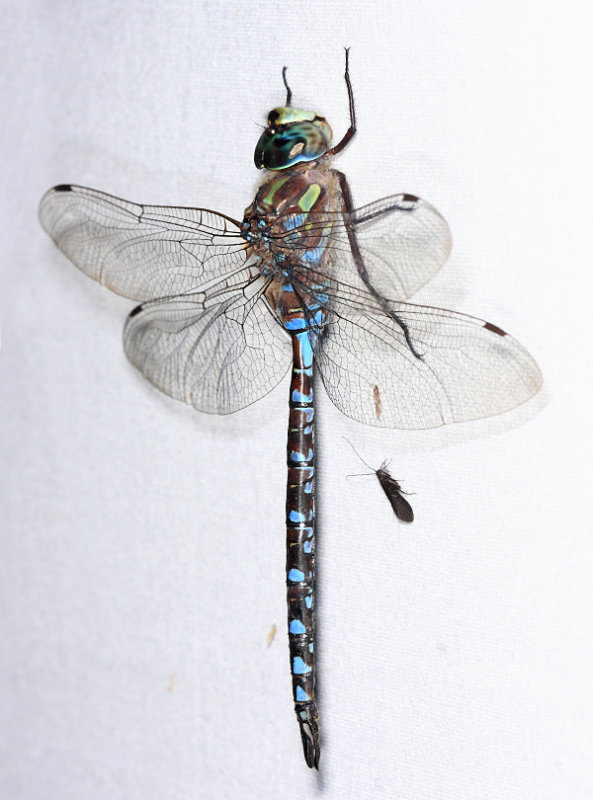 Canada Darner - Aeshna canadensis