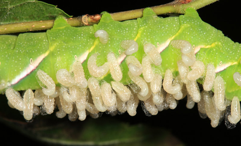 Pawpaw Sphinx - Dolba hyloeus (with braconid cocoons of Cotesia congregata)