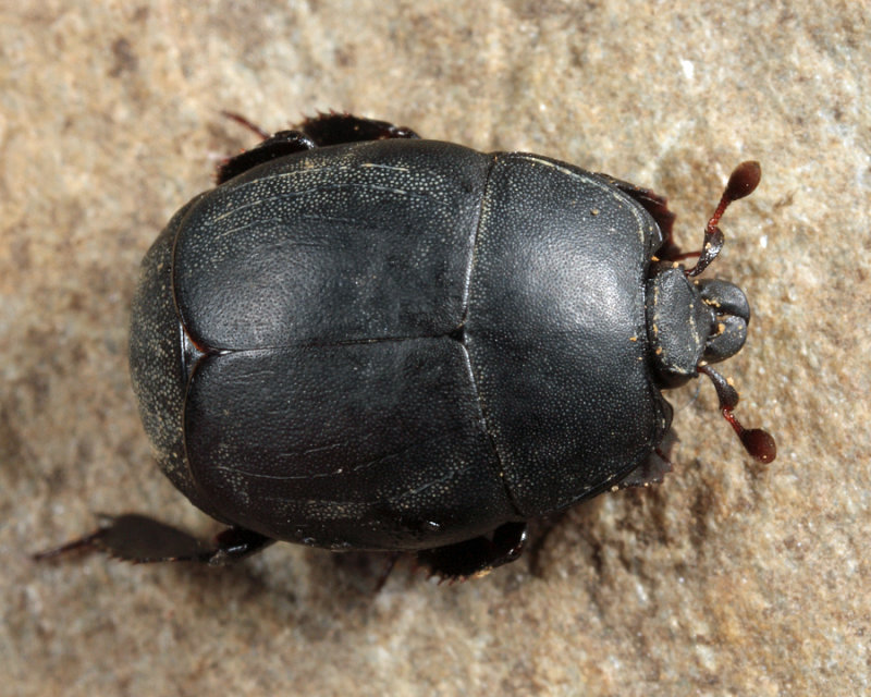 Psiloscelis perpunctata