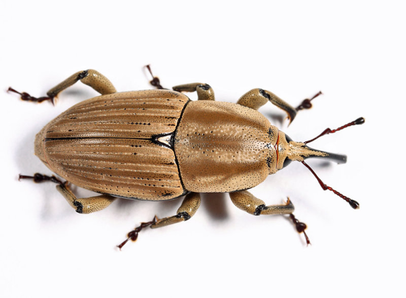 Clay-coloured Billbug - Sphenophorus aequalis