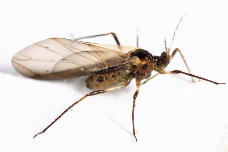 Cinara sp.