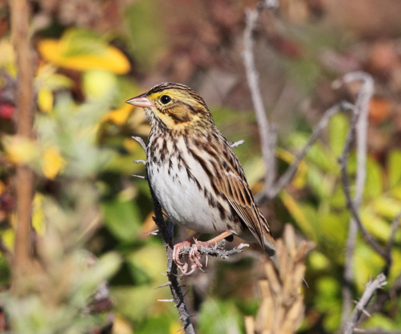 Savannah Sparrow - Passerculus sandwichensis