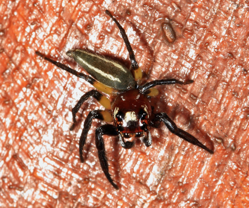  Sylvan Jumping Spider - Colonus sylvanus 