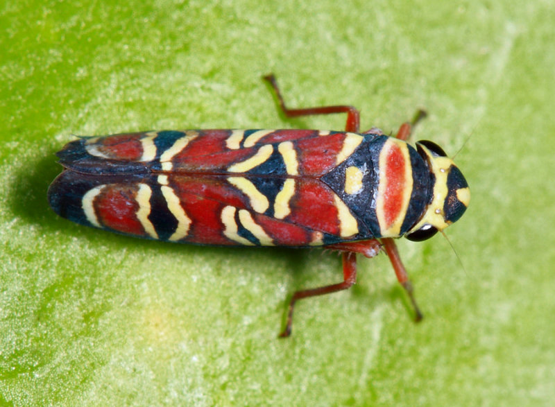 Agrosoma placetis