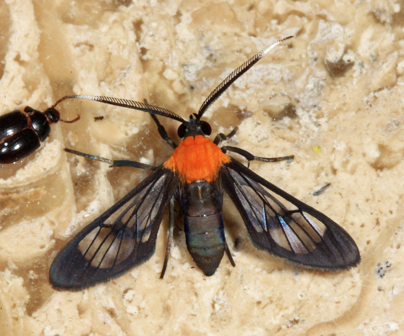 Loxophlebia davisi