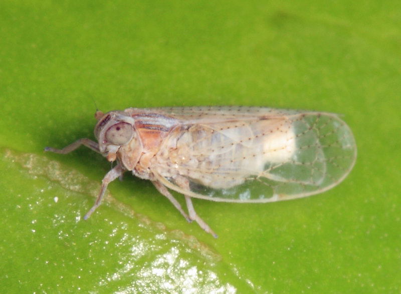 Oecleus sp. (Cixiidae)