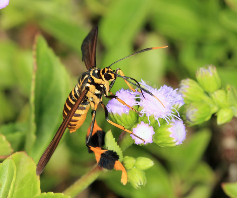 Horama oedippus