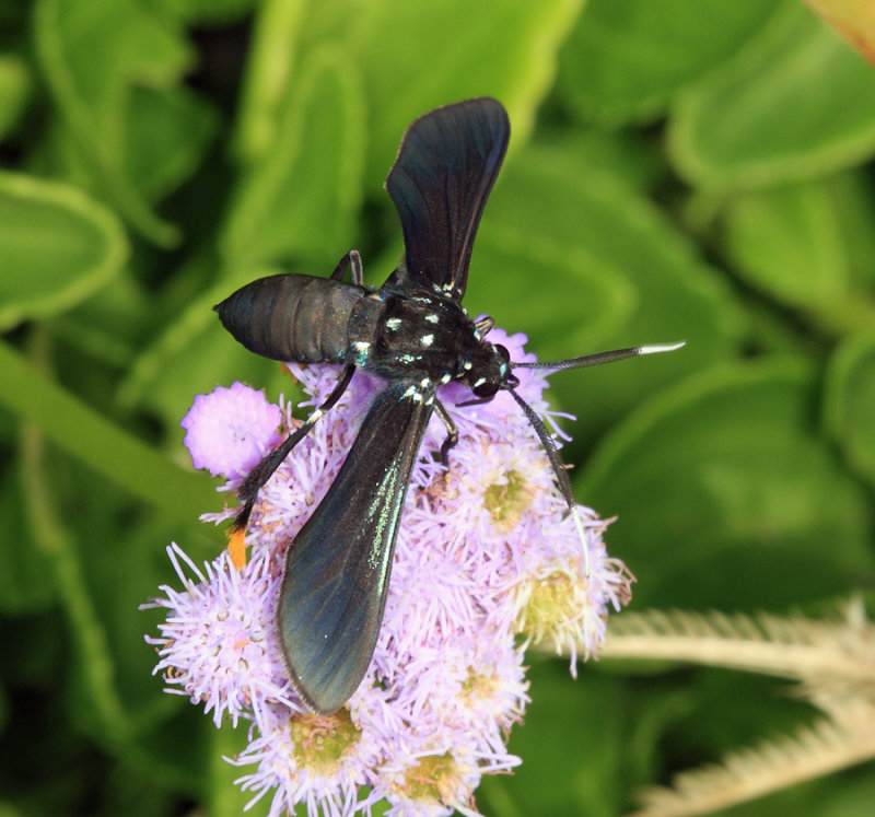 Poliopastea auripes