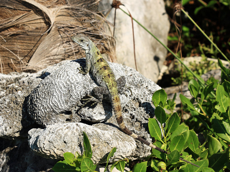 Black Iguana - Ctenosaura similis