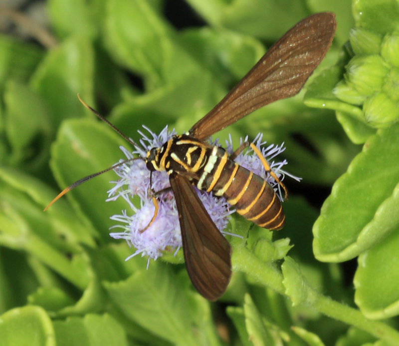 Horama oedippus