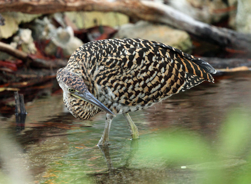 Bare-throated Tiger Heron - Tigrisoma mexicanum (immature)