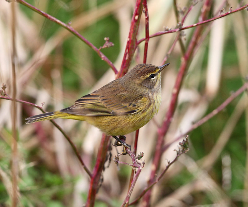 Palm Warbler - Setophaga palmarum