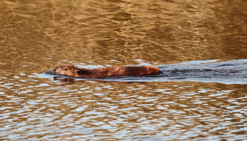 American Beaver - Castor canadensis