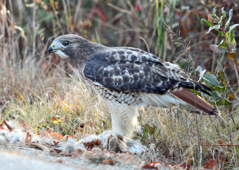 Red-tailed Hawk - Buteo jamaicensis (feeding on a rabbit)