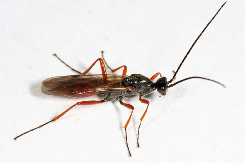 Proctotrupes caudatus