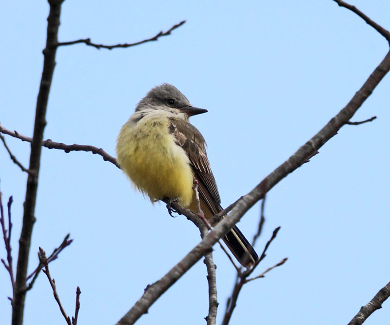 Western Kingbird - Tyrannus verticalis