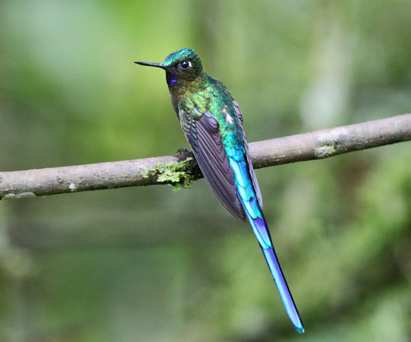 Violet-tailed Sylph - Aglaiocercus coelestis