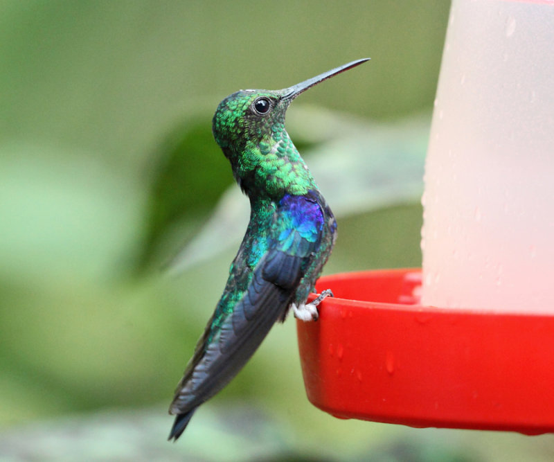 Green-crowned Woodnymph - Thalurania fannyi