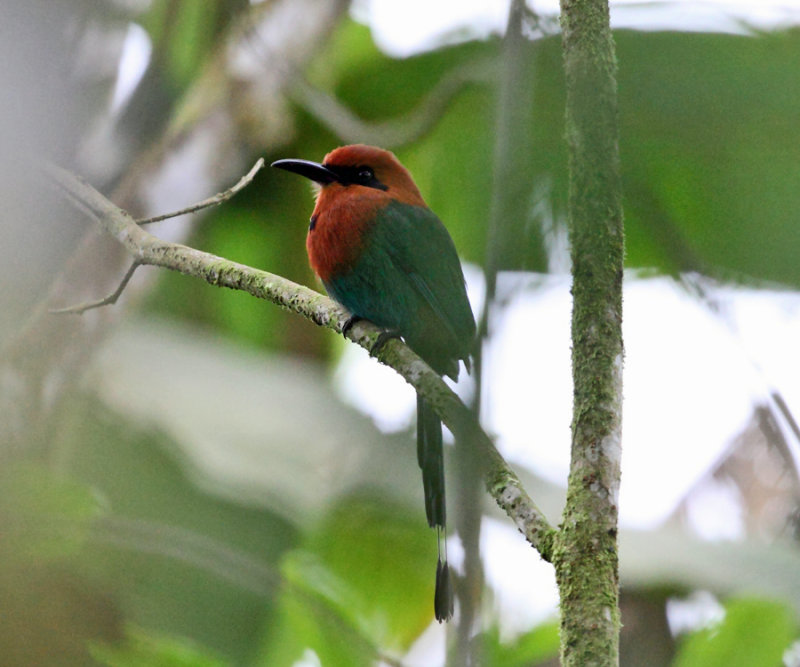 Broad-billed Motmot - Electron platyrhynchum