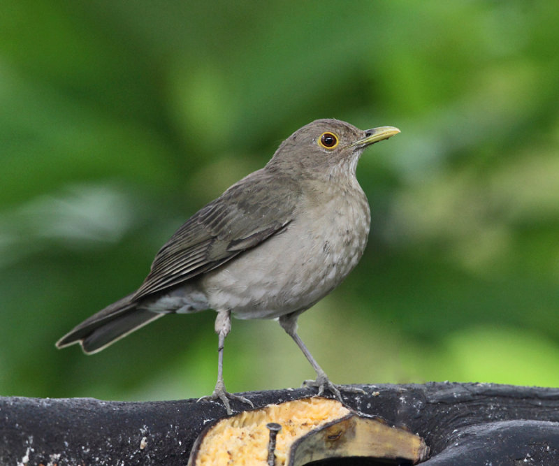 Ecuadorian Thrush - Turdus maculirostris