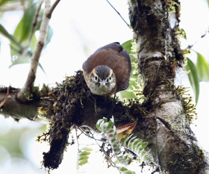 Scaly-throated Foliage-gleaner - Anabacerthia variegaticeps