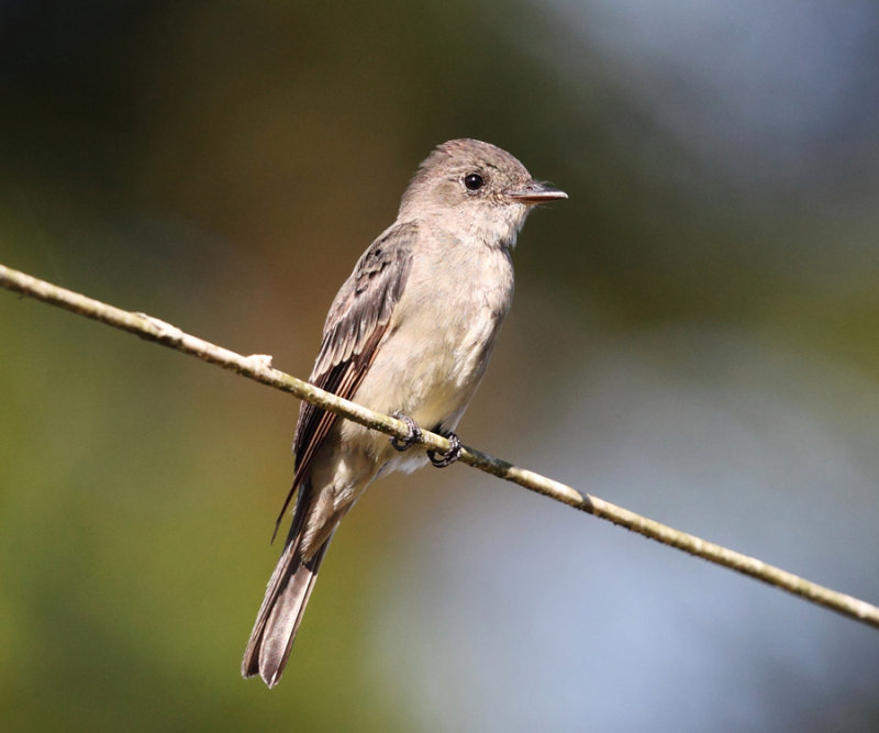 Western Wood Pewee - Contopus sordidulus