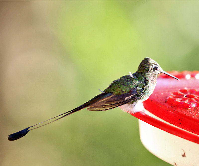 Booted Racket-tail - Ocreatus underwoodii