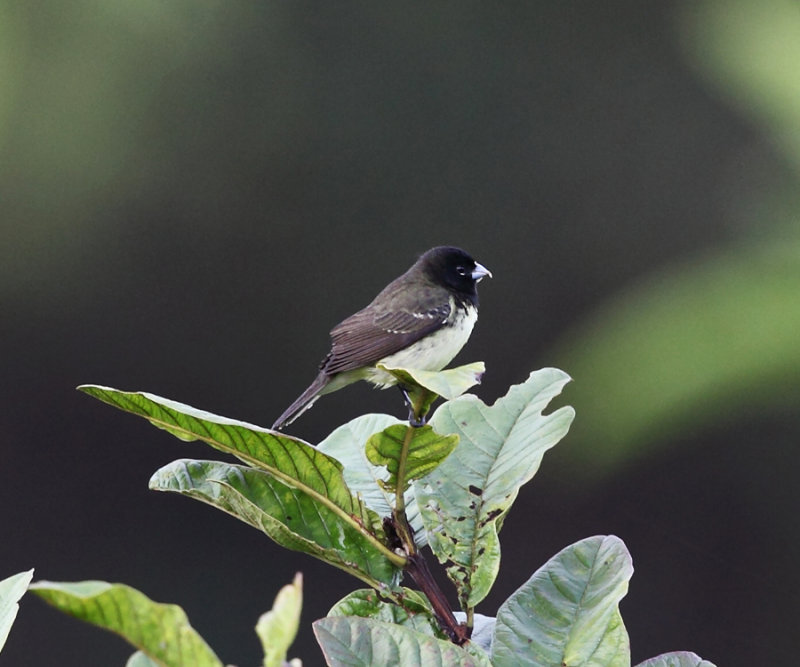 Yellow-bellied Seedeater - Sporophila nigricollis