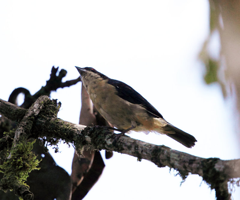 Fawn-breasted Tanager - Pipraeidea melanonota