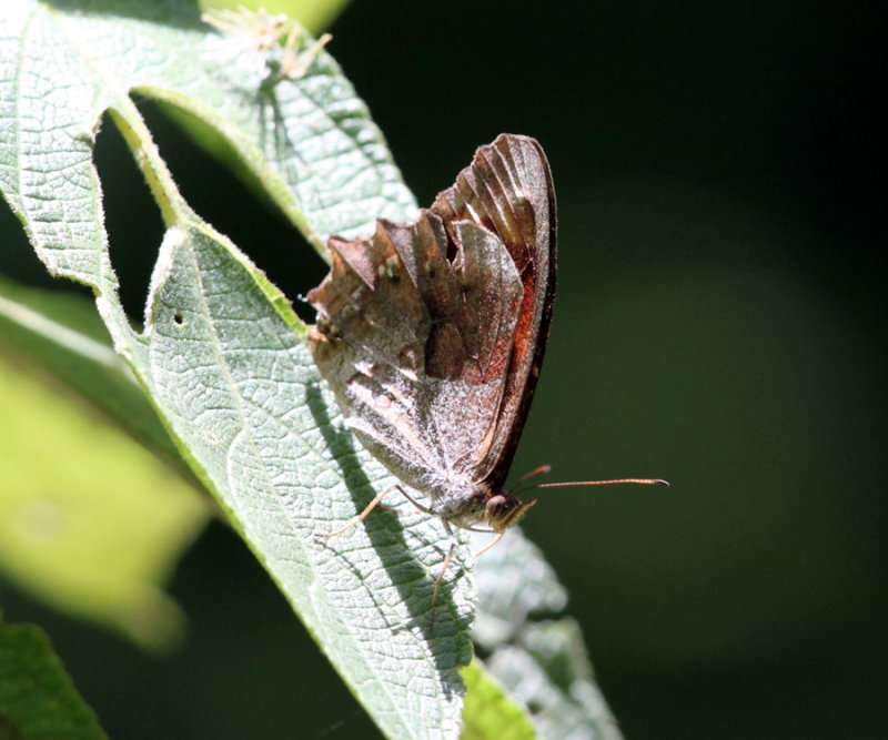 Fiery Satyr - Lasiophila orbifera