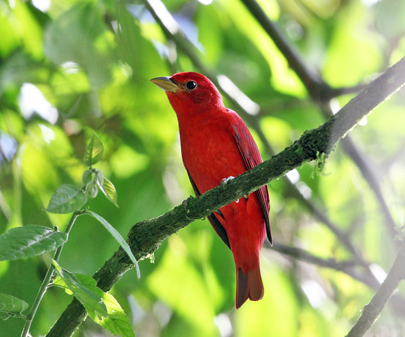 Summer Tanager - Piranga rubra