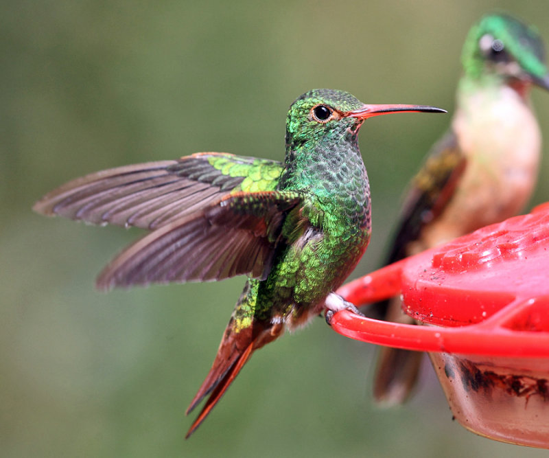 Rufous-tailed Hummingbird - Amazilia tzacatl