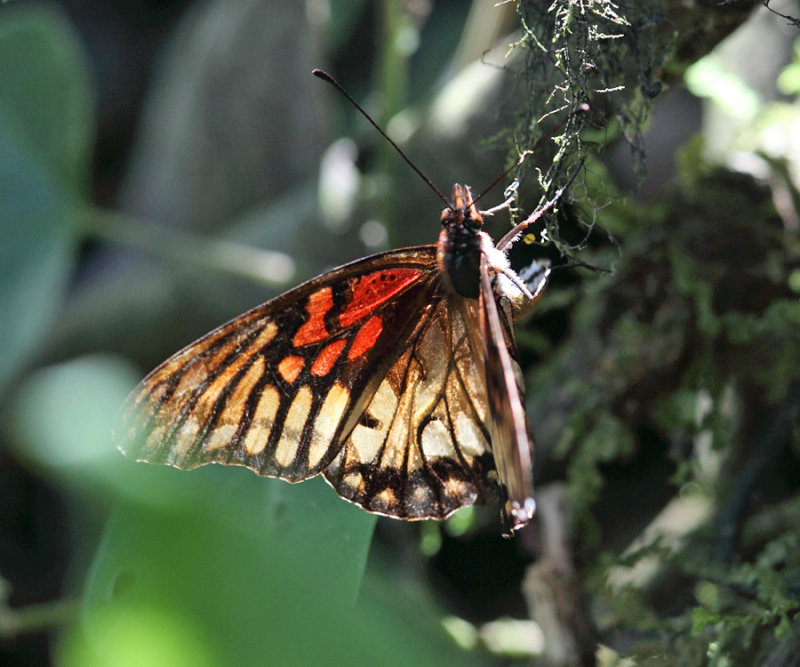 Mexican Silverspot - Dione moneta 