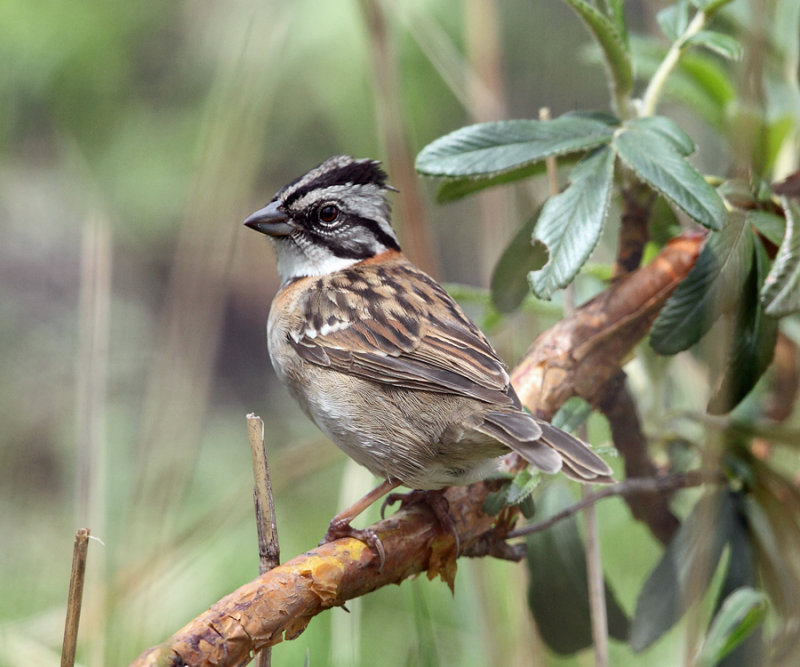 Rufous-collared Sparrow - Zonotrichia capensis