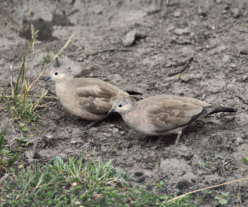 Black-winged Ground Dove - Metriopelia melanoptera