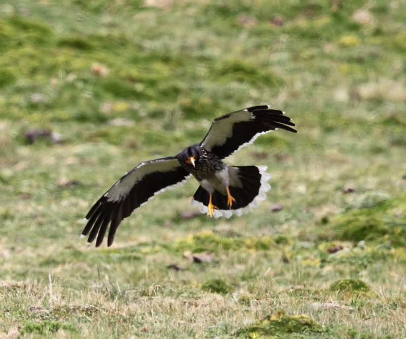 Carunculated Caracara - Phalcoboenus carunculatus