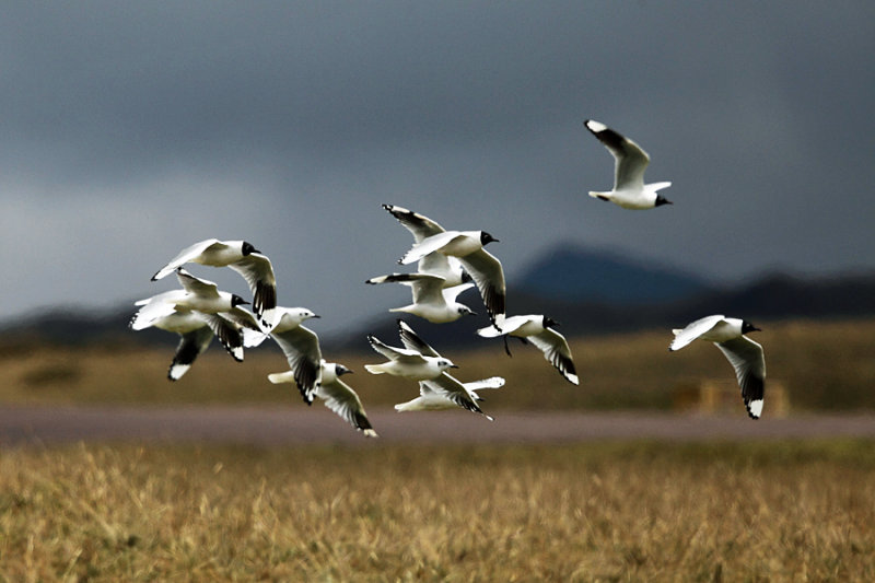 Andean Gull - Chroicocephalus serranus